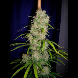 CannaBioGen Destroyer