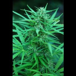 CannaBioGen Panama