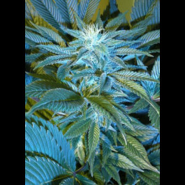 CannaBioGen Sandstorm