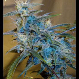 CannaBioGen Sugar Loaf