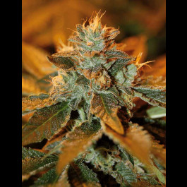 Cataract Kush