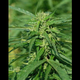 CBD Italia