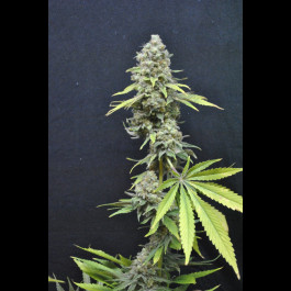 CBD Critical mass