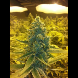 CBD Medi Haze