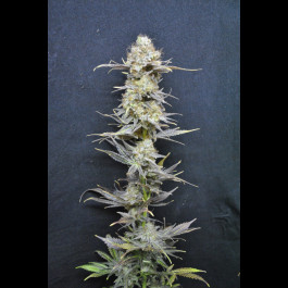 CBD Nordle