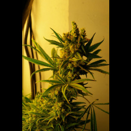 CBD SharkShock