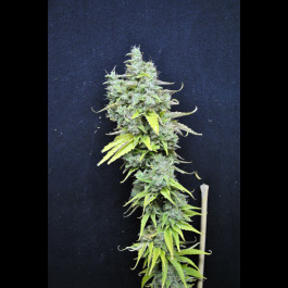 CBD Skunk Haze