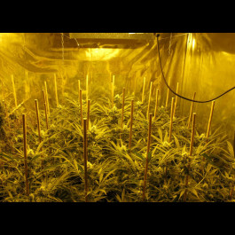 Channel+ Medical seeds