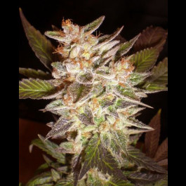 Cheese Auto Bulk Seeds
