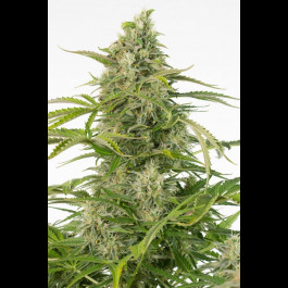 Cheese Auto CBD