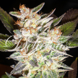 Cheese Candy Auto