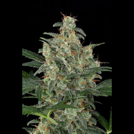 Cheese Autoflowering cannabis seeds