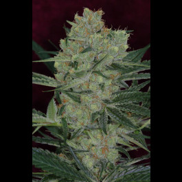 Cheese Quake TGA Subcool Seeds