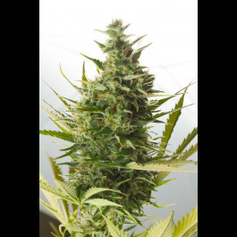 Cheese XXL Autoflowering