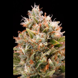 Chemdawg