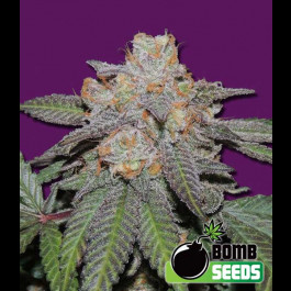 Cherry Bomb Auto