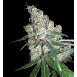Chocolope Dna Genetics