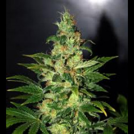 Chronic haze