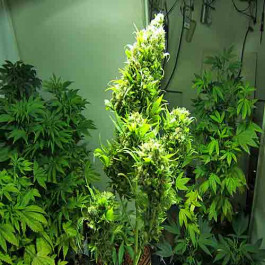 Chronic Marijuana Seeds