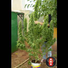Chronic Serious seeds