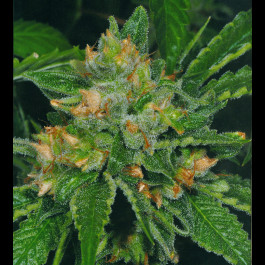 Cold Creek Kush