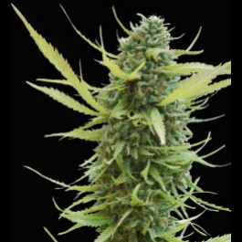 Colombian gold cannabis seeds