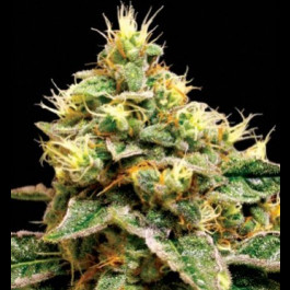 Confidential Cheese