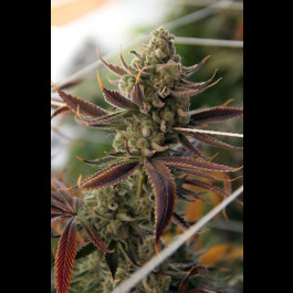 Conspiracy Kush