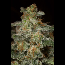 Cookies Seeds