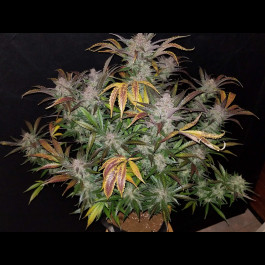 Cream Cookies