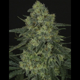 Criminal + Ripper Seeds