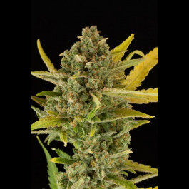 Critical Cheese Autoflowering 