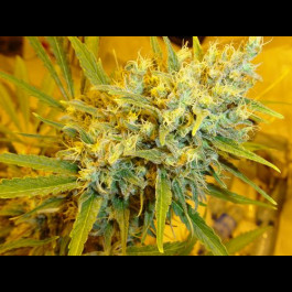 Critical Haze