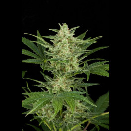 Critical Jack Autoflowering seeds