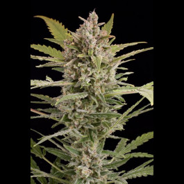 Critical+ 2.0 Auto cannabis seeds