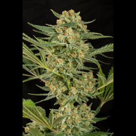 Critical Cheese