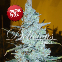 graines de Critical jack herer