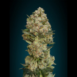 Critical Mass x Brazilian x South Indian Advanced seeds