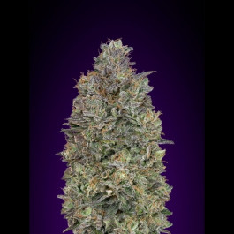 Critical Purple Kush