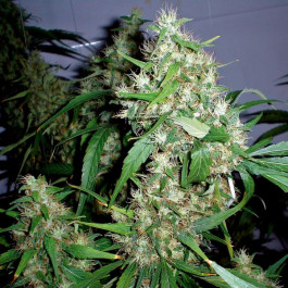 Critical Rapido autoflowering