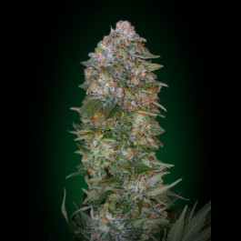 Critical Soma