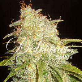 Critical Yumbolt