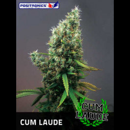 Cum Laude 