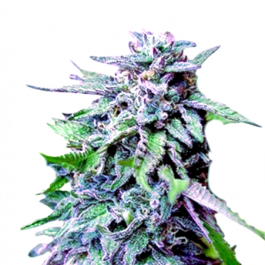Daddy Purple