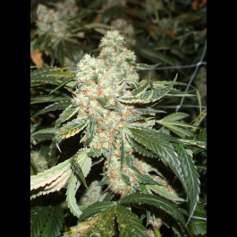Darkstar TH Seeds