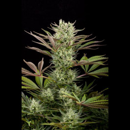 Deep Cheese dinafem