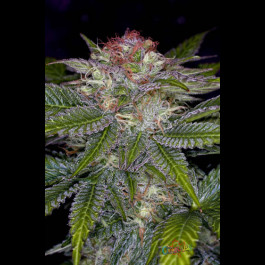 Deep Purple TGA Subcool Seeds