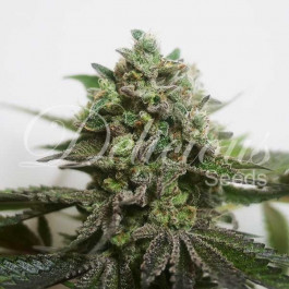 Delimed CBD THC 0.6 CBD 20