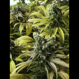 Desert Diesel