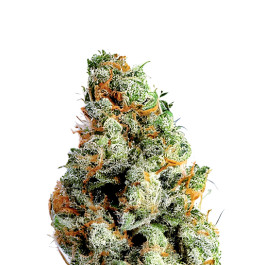 Brooklyn Diesel Auto
